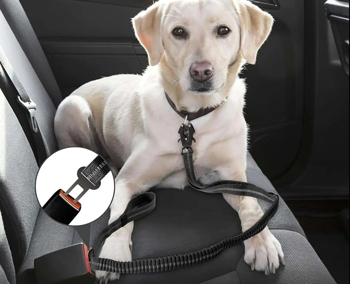 Laisse Élastique Réfléchissante avec Ceinture de Sécurité 🐾