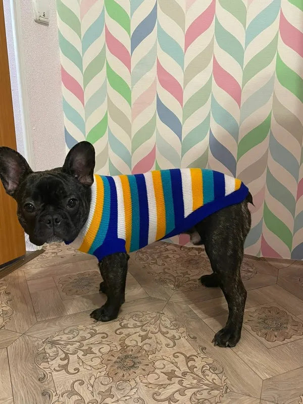 Pull en laine pour chiens