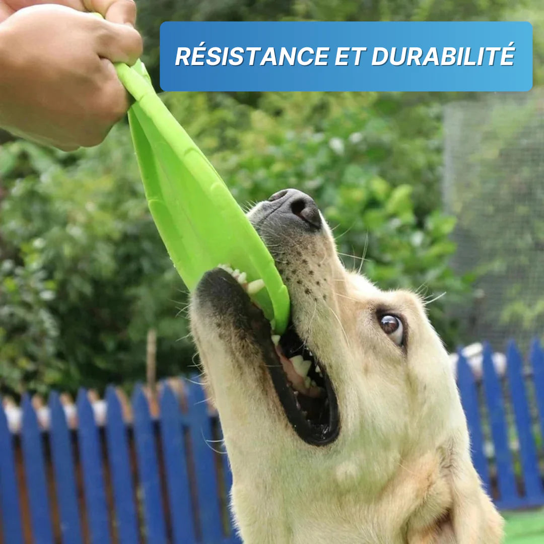Frisbee pour chien