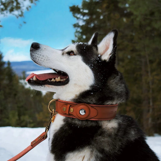 Collier en Cuir Résistant avec Support AirTag – Localisation GPS pour Chiens