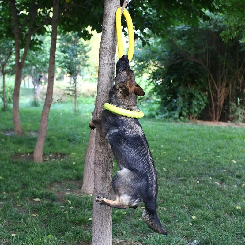 Anneau d'entrainement - Jouet pour chien -