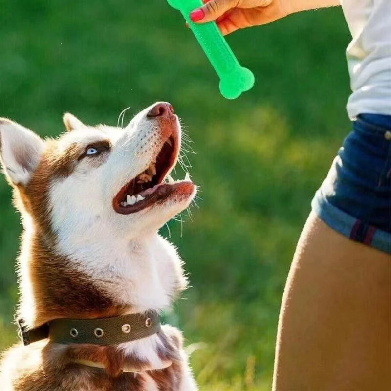 Jouet à Mâcher pour Chien