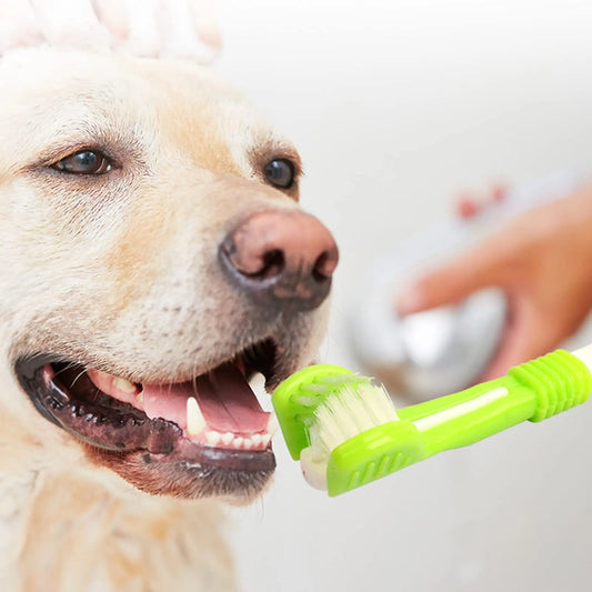 Brosse à Dent - Accessoire pour chien