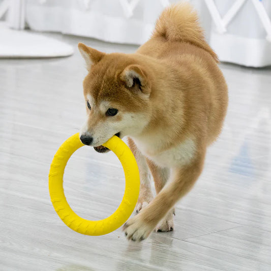 Anneau d'entrainement - Jouet pour chien -