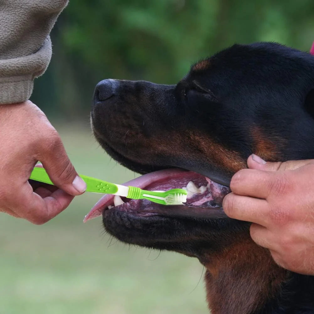 Brosse à Dent - Accessoire pour chien